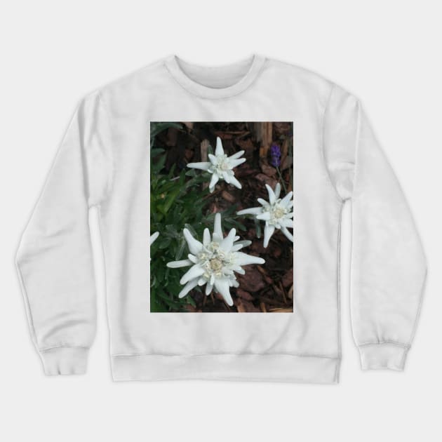 Edelweiss Crewneck Sweatshirt by ephotocard